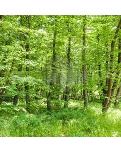 Lush Forest Computer Printed Photography Backdrop XLX-288