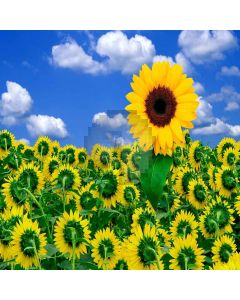 Charming Sunflowers Computer Printed Photography Backdrop XLX-389