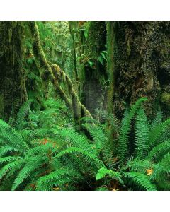 Lush Forest Computer Printed Photography Backdrop XLX-391