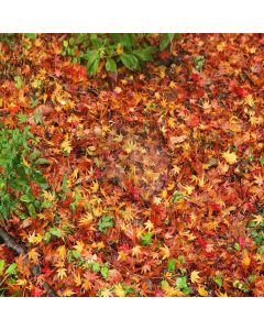Fallen Leaves Computer Printed Photography Backdrop XLX-599