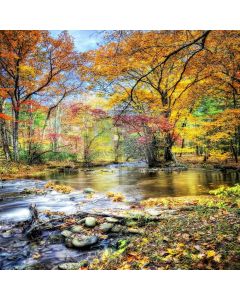 The Beauty Of Fall Digital Printed Photography Backdrop YHA-053