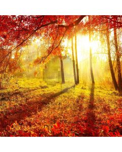 Baeutiful Scene Digital Printed Photography Backdrop YHA-056