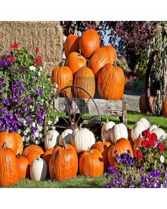 The Pumpkin Of Holloween Digital Printed Photography Backdrop YHA-060