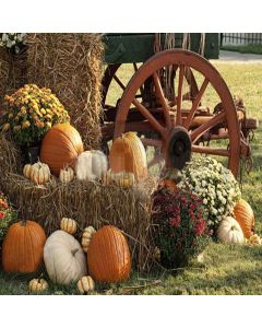 The Farm Harvest Digital Printed Photography Backdrop YHA-065