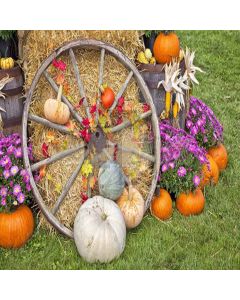 Pumpkin Day Digital Printed Photography Backdrop YHA-066