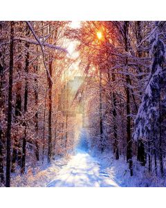 Snowy Forest Digital Printed Photography Backdrop YHA-423