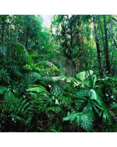 Tropical Rainforest Computer Printed Photography Backdrop YKY-084