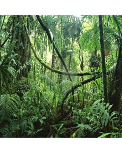 Vibrant Tropical Rainforest Computer Printed Photography Backdrop YKY-085