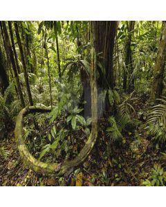 Tropical Rainforest Computer Printed Photography Backdrop YKY-086