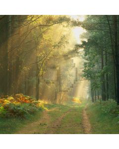 Green Pathway Computer Printed Photography Backdrop ZJZ-141