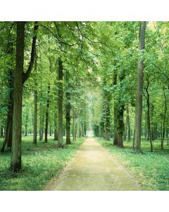 Road In Woods Computer Printed Photography Backdrop ZJZ-149