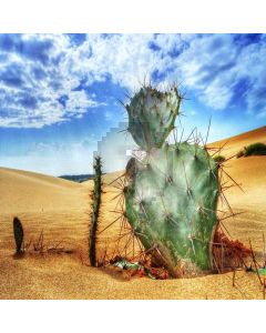 Cactus In The Desert Computer Printed Photography Backdrop ZJZ-341