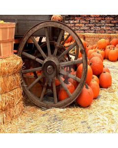 Pumpkins Behind The Wheel Computer Printed Photography Backdrop ZJZ-501