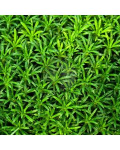 Fresh Plants  Computer Printed Photography Backdrop ZJZ-517