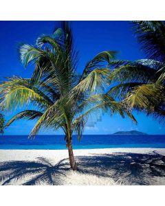 Palm Tree On The Beach Computer Printed Photography Backdrop ZJZ-540