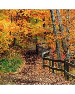 Autumn In Woods Computer Printed Photography Backdrop ZJZ-672