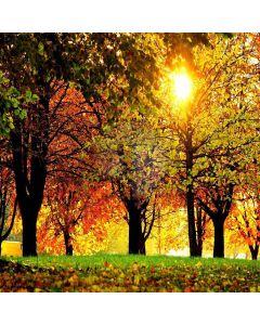 Autumn Forest Computer Printed Photography Backdrop ZJZ-710