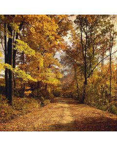 Autumn Forest Computer Printed Photography Backdrop ZJZ-713