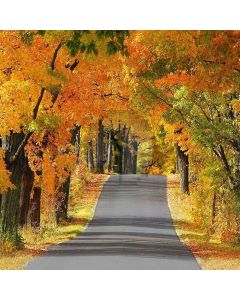 Autumn Ave Computer Printed Photography Backdrop ZJZ-717