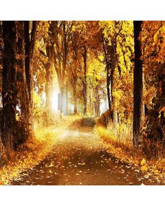 Sunshine In Autumn Forest Computer Printed Photography Backdrop ZJZ-718