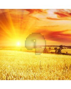 Ripe Crops Computer Printed Photography Backdrop ZJZ-852
