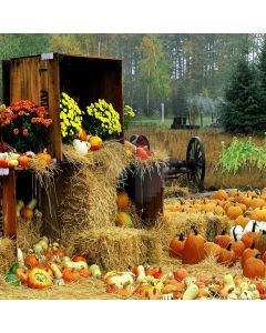 Various Pumpkins Computer Printed Photography Backdrop ZJZ-879