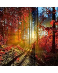 Sunny Forest  Computer Printed Photography Backdrop ZJZ-931