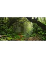 primeval forest Computer Printed Dance Recital Scenic Backdrop ACP-416