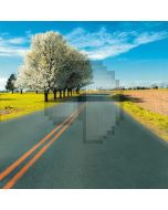Suburban road big trees Computer Printed Photography Backdrop DT-12-83