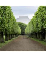 Boulevard  Computer Printed Photography Backdrop DT-LP-0529
