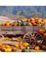 Fresh Pumpkins Computer Printed Photography Backdrop LMG-095