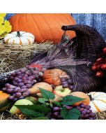 Good Harvest Computer Printed Photography Backdrop LMG-099