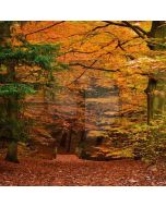 Autumn Forest Computer Printed Photography Backdrop LMG-102