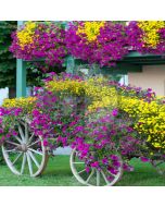 Colorful Flowers Computer Printed Photography Backdrop LMG-109