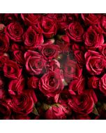 Flower Red Rose Computer Printed Photography Backdrop LMG-779