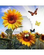Sunflower Butterfly Sunlight Computer Printed Photography Backdrop MSL-424