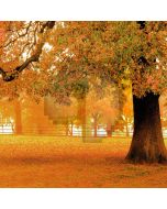 Autumn Tree Computer Printed Photography Backdrop S-1979