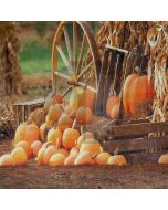 Pumpkins Computer Printed Photography Backdrop S-1989