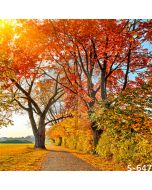 Pretty Autumn Tree Computer Printed Photography Backdrop S-647