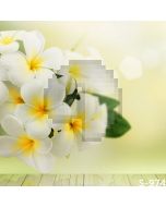 Lovely Flowers Computer Printed Photography Backdrop S-974