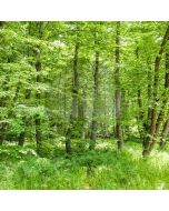 Lush Forest Computer Printed Photography Backdrop XLX-288