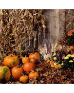 Harvest Season  Computer Printed Photography Backdrop ZJZ-344