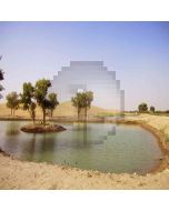 Desert Oasis  Computer Printed Photography Backdrop ZJZ-394